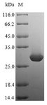 Mast Cell Protease 2 [Mus musculus] Protein - (Tris-Glycine gel) Discontinuous SDS-PAGE (reduced) with 5% enrichment gel and 15% separation gel.