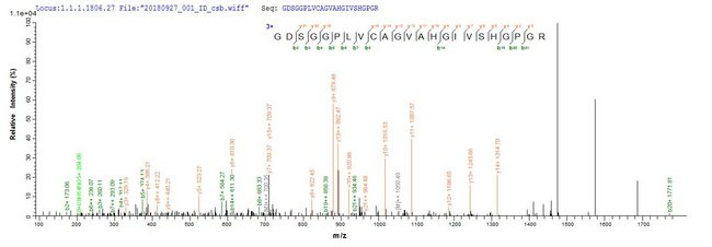 Mcpt4 Protein - Based on the SEQUEST from database of E.coli host and target protein, the LC-MS/MS Analysis result of Recombinant Rat Mast cell protease 4(Mcpt4) could indicate that this peptide derived from E.coli-expressed Rattus norvegicus (Rat) Mcpt4.