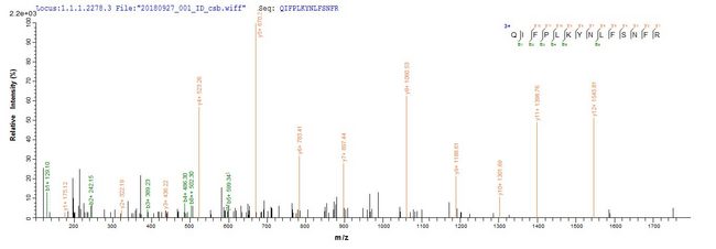 Mcpt4 Protein - Based on the SEQUEST from database of E.coli host and target protein, the LC-MS/MS Analysis result of Recombinant Rat Mast cell protease 4(Mcpt4) could indicate that this peptide derived from E.coli-expressed Rattus norvegicus (Rat) Mcpt4.