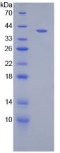 MIP2 / GRO2 / CXCL2 Protein - Active Growth Regulated Oncogene Beta (GROb) by SDS-PAGE