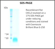 MIP2 / GRO2 / CXCL2 Protein