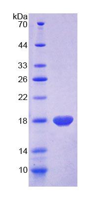MOG Protein - Recombinant Myelin Oligodendrocyte Glycoprotein By SDS-PAGE