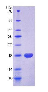 MOG Protein - Recombinant Myelin Oligodendrocyte Glycoprotein By SDS-PAGE