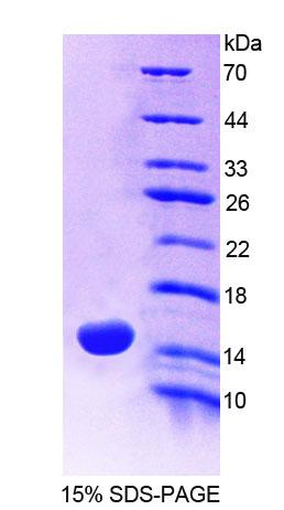 MUC5AC Protein - Recombinant  Mucin 5 Subtype AC By SDS-PAGE