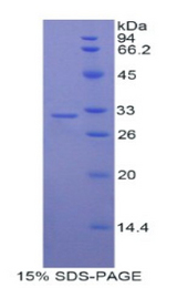 MYO1C Protein - Recombinant Myosin IC By SDS-PAGE