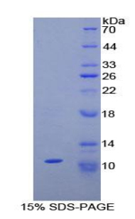 Neuropeptide S / NPS Protein - Recombinant Neuropeptide S By SDS-PAGE