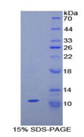 Neuropeptide S / NPS Protein - Recombinant Neuropeptide S By SDS-PAGE