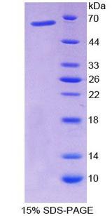 NF1A / NFIX Protein - Recombinant  Nuclear Factor I/X By SDS-PAGE