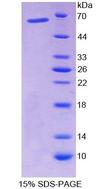 NF1A / NFIX Protein - Recombinant  Nuclear Factor I/X By SDS-PAGE