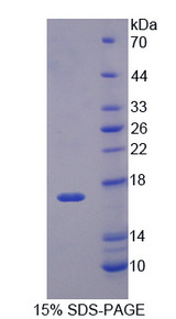 Nor-1 / NR4A3 Protein - Recombinant Neuron Derived Orphan Receptor 1 By SDS-PAGE