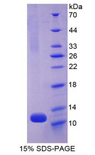 NPPA / ANP Protein - Recombinant Atrial Natriuretic Peptide By SDS-PAGE