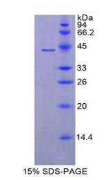 NPPA / ANP Protein - Recombinant Atrial Natriuretic Peptide By SDS-PAGE