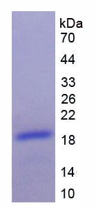 NPPB / BNP Protein - Recombinant Brain Natriuretic Peptide (BNP) by SDS-PAGE