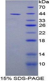 NPPC Protein - Recombinant C-Type Natriuretic Peptide By SDS-PAGE