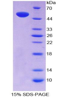 NPR3 Protein - Recombinant Natriuretic Peptide Receptor 3 By SDS-PAGE