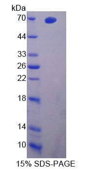 NR1D2 Protein - Recombinant  Nuclear Receptor Subfamily 1, Group D, Member 2 By SDS-PAGE