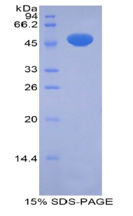 NR1I2 / PXR Protein - Recombinant Pregnane X Receptor By SDS-PAGE