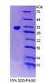 NR1I3 / CAR Protein - Recombinant Constitutive Androstane Receptor By SDS-PAGE