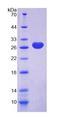 NRG2 Protein - Recombinant Neuregulin 2 By SDS-PAGE