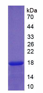 NTF3 / Neurotrophin 3 Protein - Recombinant Neurotrophin 3 (NT3) by SDS-PAGE