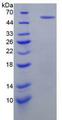 NTN1 / Netrin 1 Protein - Recombinant Netrin 1 (Ntn1) by SDS-PAGE