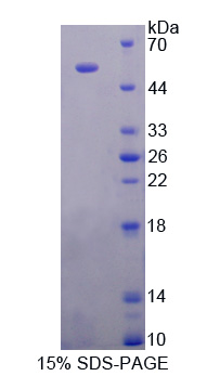 ODC1 / Ornithine Decarboxylase Protein - Recombinant  Ornithine Decarboxylase By SDS-PAGE