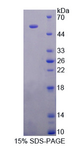 ODC1 / Ornithine Decarboxylase Protein - Recombinant  Ornithine Decarboxylase By SDS-PAGE