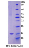 OLFM4 / Olfactomedin 4 Protein - Recombinant Olfactomedin 4 By SDS-PAGE