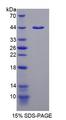 P4HA1 Protein - Recombinant Prolyl-4-Hydroxylase Alpha Polypeptide I By SDS-PAGE