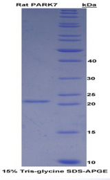 PARK7 / DJ-1 Protein - Recombinant Parkinson Disease Protein 7 By SDS-PAGE