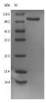 PCSK1 Protein - (Tris-Glycine gel) Discontinuous SDS-PAGE (reduced) with 5% enrichment gel and 15% separation gel.