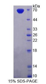 PDE3A Protein - Recombinant Phosphodiesterase 3A, cGMP Inhibited (PDE3A) by SDS-PAGE