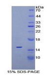 PDGF-AA Protein - Recombinant Platelet Derived Growth Factor AA By SDS-PAGE