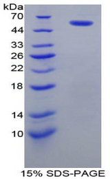 PDI Protein - Recombinant Protein Disulfide Isomerase By SDS-PAGE