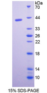PGC / Pepsin C Protein - Recombinant Pepsinogen C By SDS-PAGE