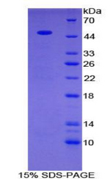 PLA2G2A / SPLA2 Protein - Recombinant Phospholipase A2, Group IIA By SDS-PAGE