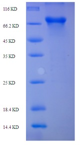 PLBD2 Protein