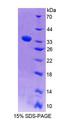 PLCE1 Protein - Recombinant Phospholipase C Epsilon 1 (PLCe1) by SDS-PAGE