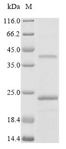 PMP22 Protein - (Tris-Glycine gel) Discontinuous SDS-PAGE (reduced) with 5% enrichment gel and 15% separation gel.