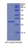 PPARG / PPAR Gamma Protein - Recombinant Peroxisome Proliferator Activated Receptor Gamma By SDS-PAGE