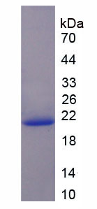 PPIB / Cyclophilin B Protein - Recombinant Cyclophilin B By SDS-PAGE