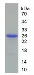 PRDX6 / Peroxiredoxin 6 Protein - Recombinant Peroxiredoxin 6 By SDS-PAGE