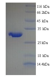 PRNP / PrP / Prion Protein
