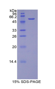 PROC / Protein C Protein - Recombinant Protein C By SDS-PAGE