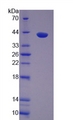 Prothrombin Fragment 1+2 Protein - Recombinant  Prothrombin Fragment 1+2 By SDS-PAGE