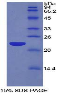 PSIP1 / LEDGF Protein - Recombinant Lens Epithelium Derived Growth Factor By SDS-PAGE
