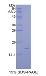 PTN / Pleiotrophin Protein - Recombinant Pleiotrophin (PTN) by SDS-PAGE