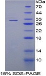 RBFOX1 / A2BP1 Protein - Recombinant Ataxin 2 Binding Protein 1 By SDS-PAGE