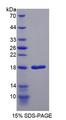 REG1A Protein - Recombinant Regenerating Islet Derived Protein 1 Alpha By SDS-PAGE