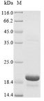 Reg3b Protein - (Tris-Glycine gel) Discontinuous SDS-PAGE (reduced) with 5% enrichment gel and 15% separation gel.
